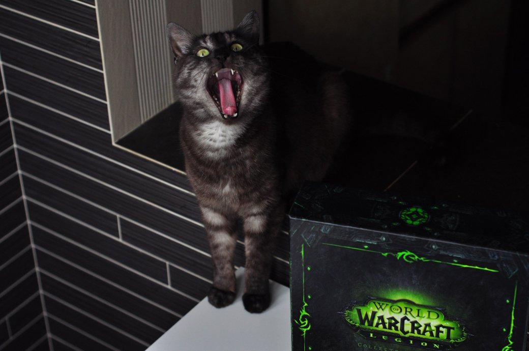 Распаковка коллекционного издания World of Warcraft: Legion. С котом! - Изображение 3 Распаковка коллекционного издания World of Warcraft: Legion. С котом! - Изображение 3