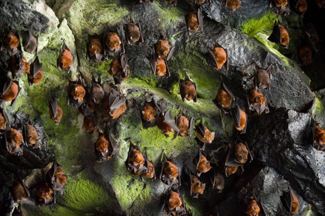 Хэллоуин еще не кончился: лучшие фотографии летучих мышей от NatGeo - Изображение 12 Хэллоуин еще не кончился: лучшие фотографии летучих мышей от NatGeo - Изображение 12