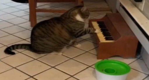Кот-пианист играет за еду. Это видео дня на YouTube